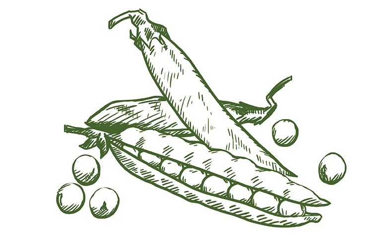Roquette inaugurates a new pea protein production unit