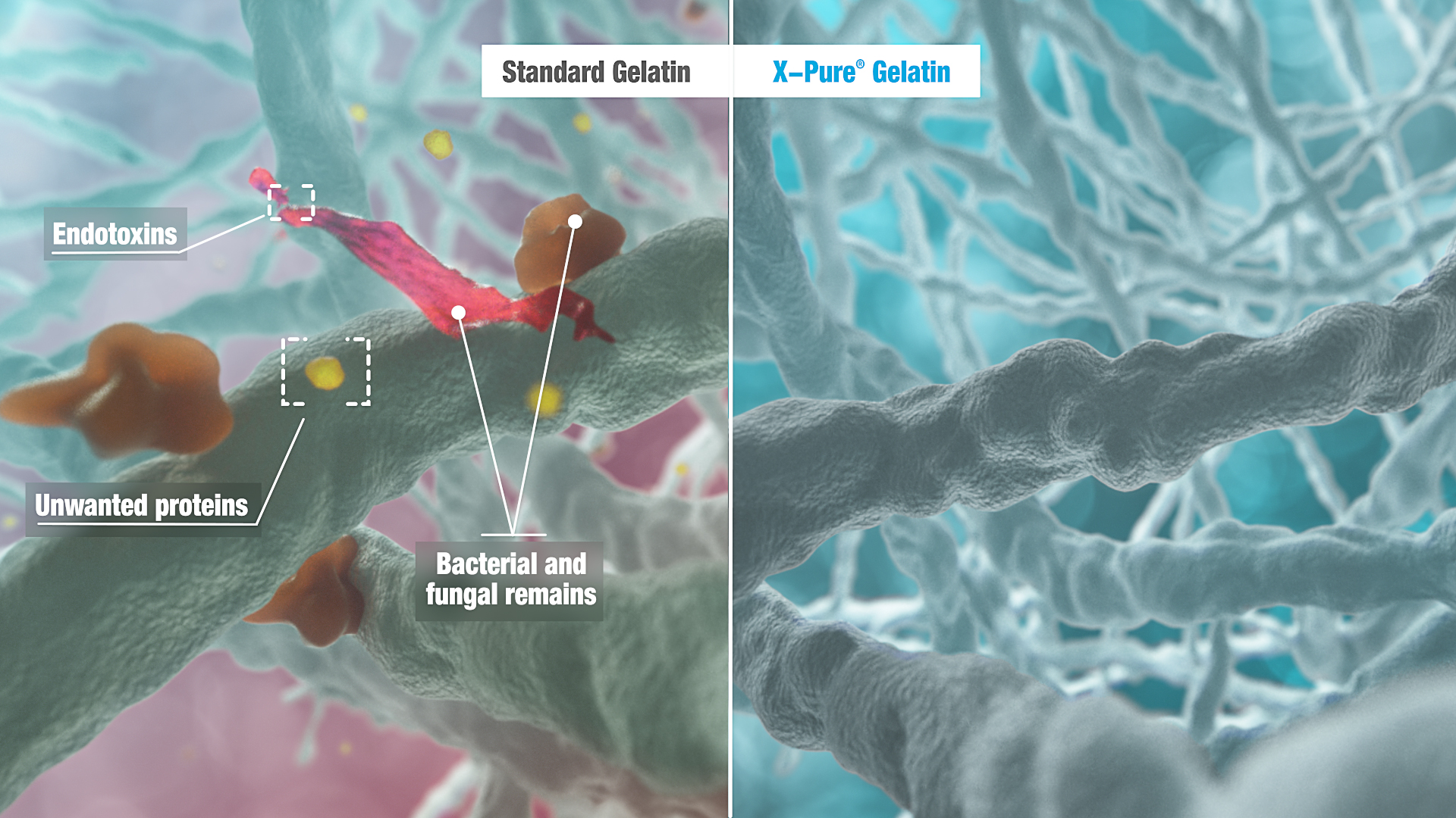 Rousselot Biomedical to present a new study on X-Pure at CPhI Worldwide