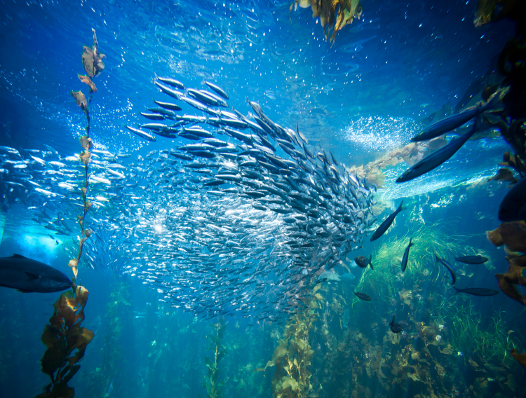 Rousselot launches MSC-certified marine collagen peptides 