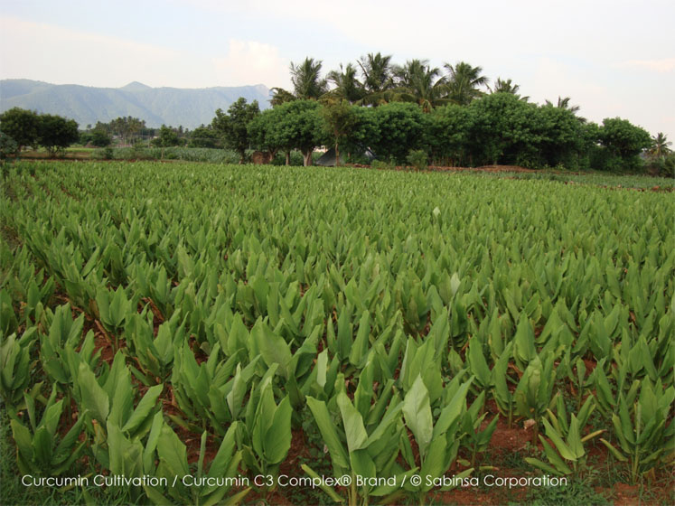 Sabinsa earns Non-GMO Project verification for eleven key ingredients