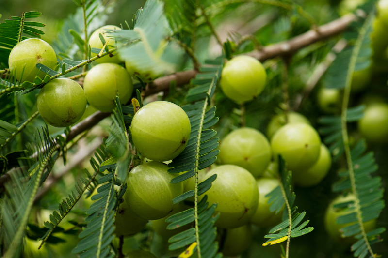 Sabinsa publishes comprehensive scientific book on amla