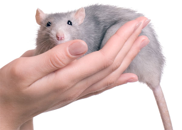 Sabinsa reports on positive pterostilbene study 