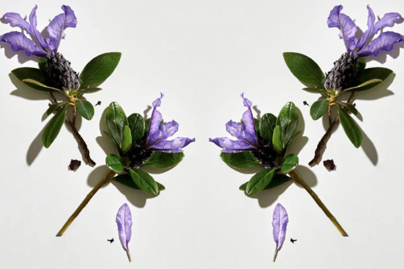Sabinsa to showcase natural cosmeceutical ingredients for skin and hair at NYSCC Suppliers Day