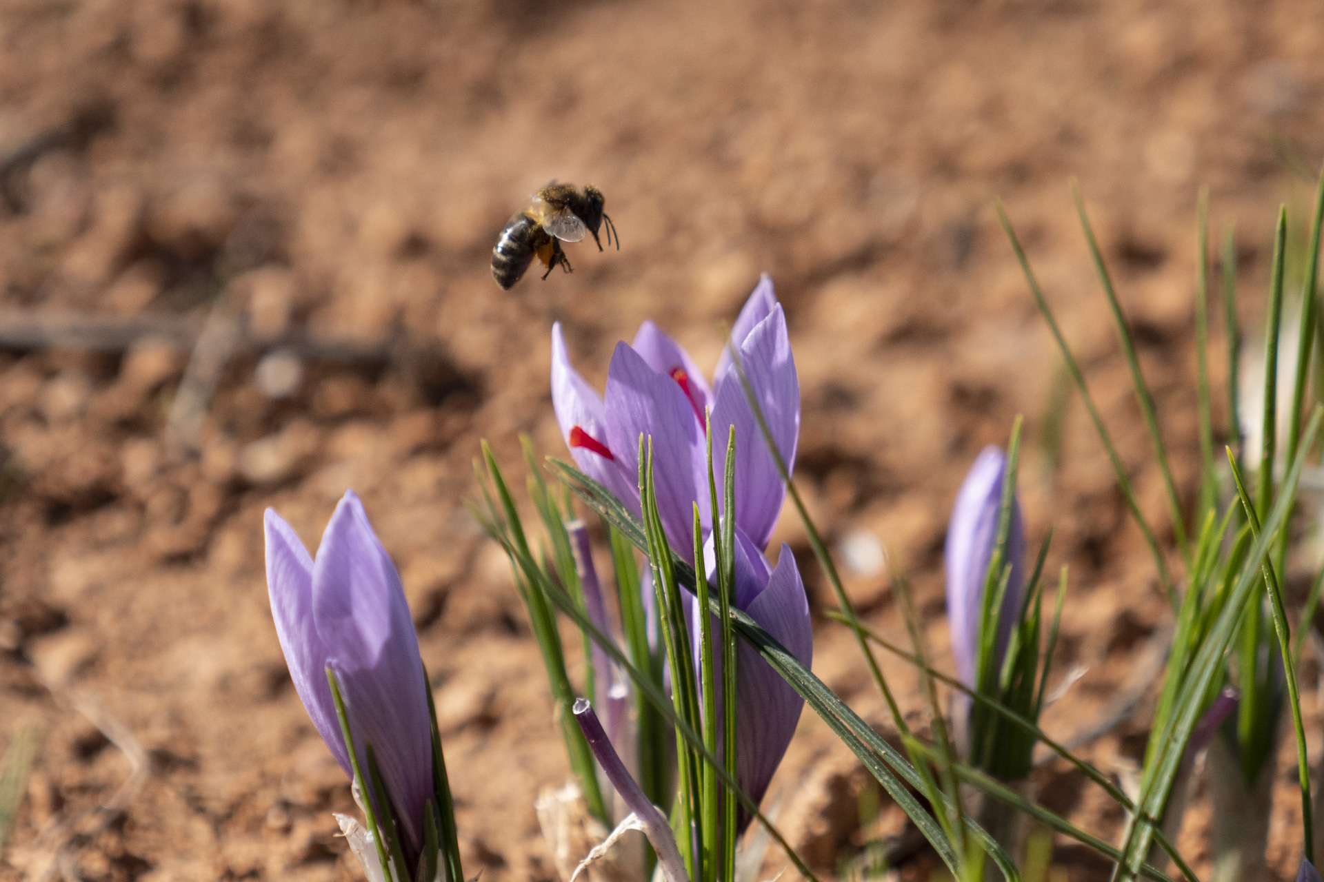 Saffron extract improves resilience to chronic stress