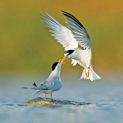 Salt of the Earth acts to protect waterfowl 