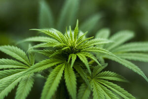 Sanobiotec refines CBC cannabinoid production