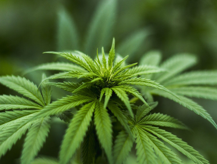 Sanobiotec refines CBC cannabinoid production