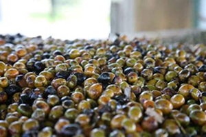Saw palmetto adulteration found in six suppliers