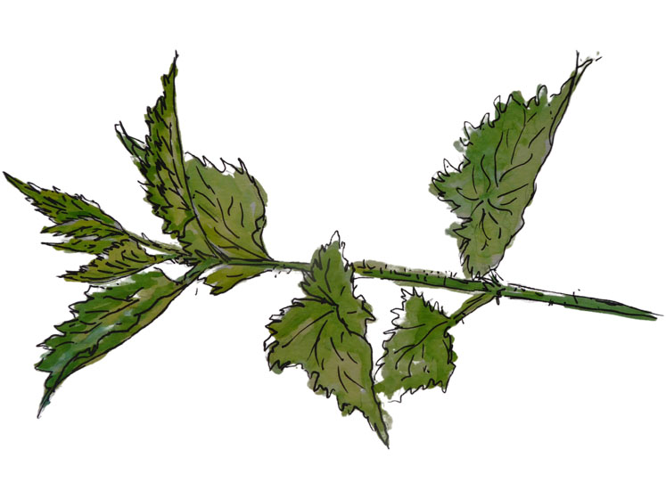 Science says nettles do more than sting