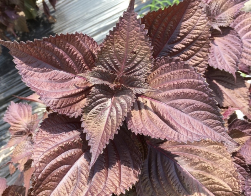 Scientists sequence and annotate majority of Red Perilla’s genome
