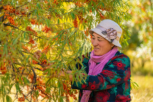 Sea buckthorn extract could slow the skin ageing process, study reveals