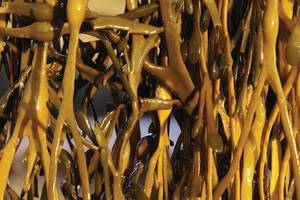 Seaweed & Co. appoints Chairman to drive growth