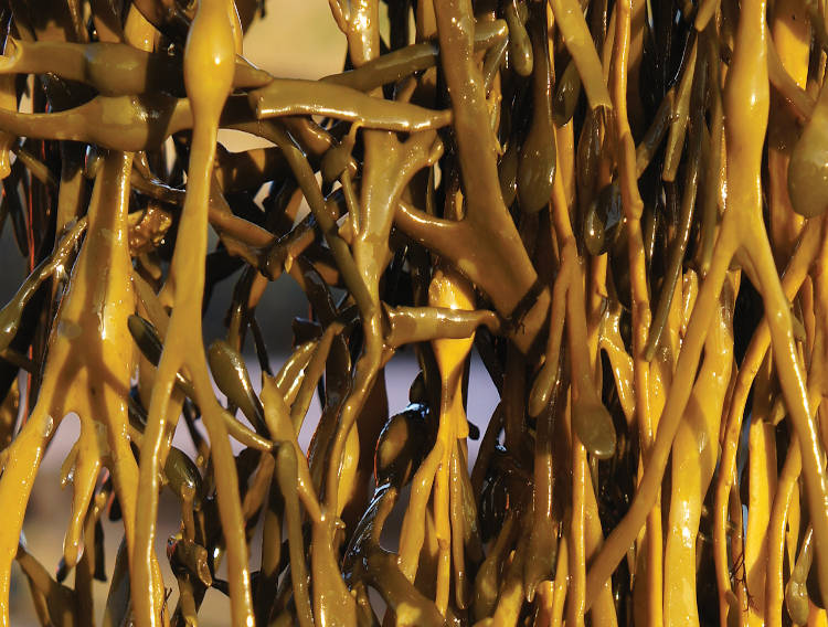 Seaweed & Co. appoints Chairman to drive growth