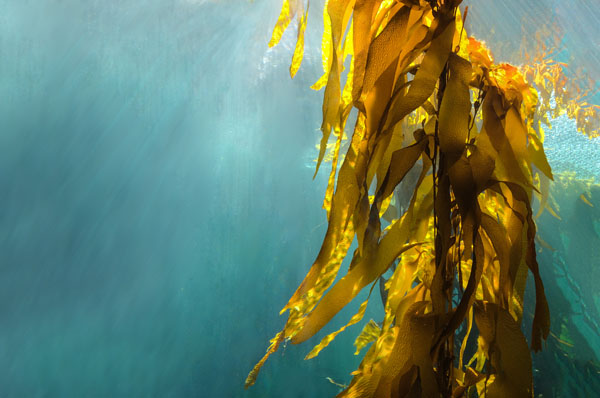 Seaweed drug helps to fight off infection