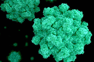 Seaweed extract promising for gastroenteritis relief