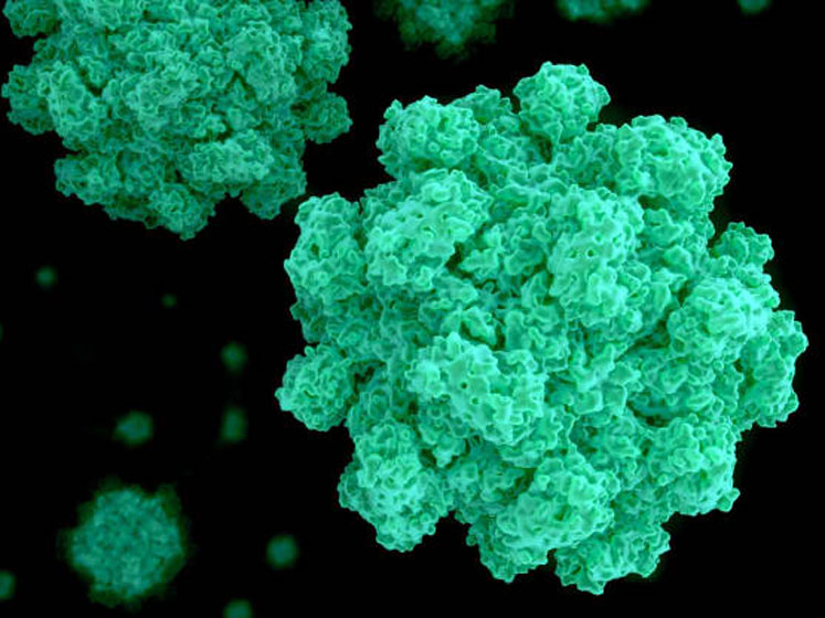 Seaweed extract promising for gastroenteritis relief