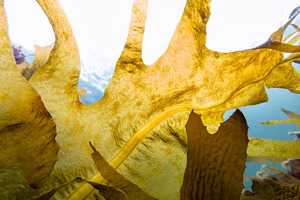 Seaweed extract reduces flu severity