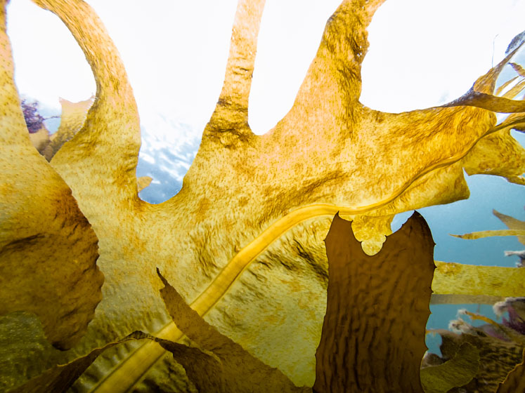Seaweed extract supports immune function in athletes