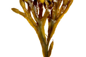 Seaweed: not just for sushi
