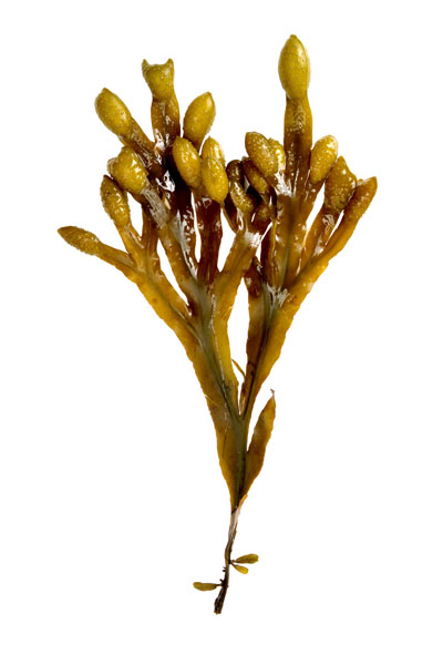 Seaweed: not just for sushi
