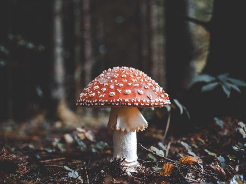 Sempera Organics’ mushroom ingredients distributed by AIDP