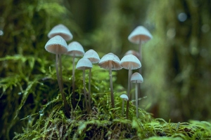 Sempera signs MOU with Sinoveda for acceleration of fungi-based wellness products