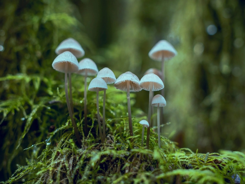 Sempera signs MOU with Sinoveda for acceleration of fungi-based wellness products