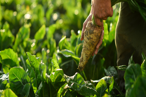 Sensus to expand chicory root fibre production 