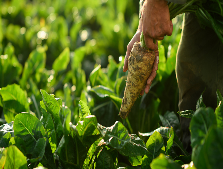 Sensus to expand chicory root fibre production 