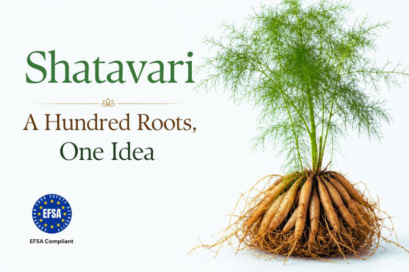 Shatavari: A hundred roots, one idea