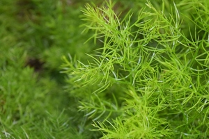 Shatavari, the ayurvedic solution for Women’s Health from Disproquima
