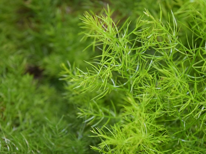Shatavari, the ayurvedic solution for Women’s Health from Disproquima