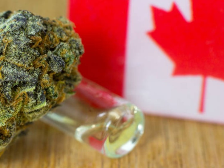 Sibelius engages Canadian lab in cannabis plant study with proprietary Chronoscreen platform