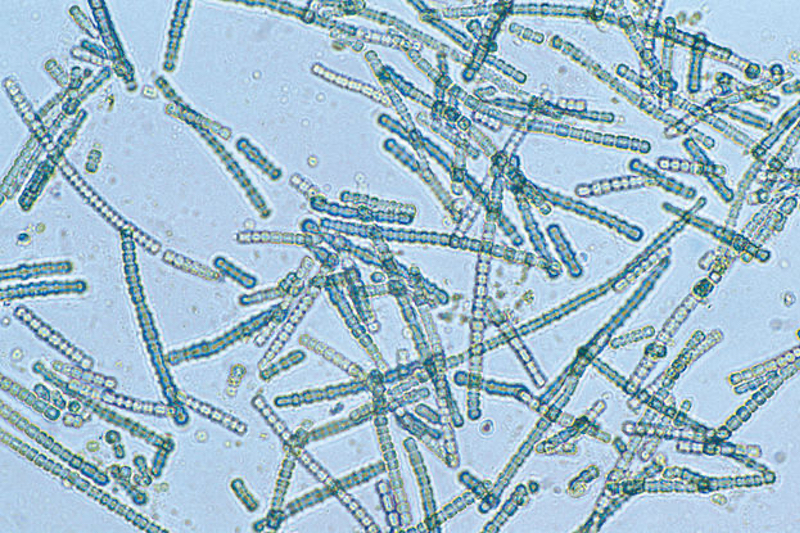 Simris Biologics bags 400k funding for anti-ageing research from the IBB