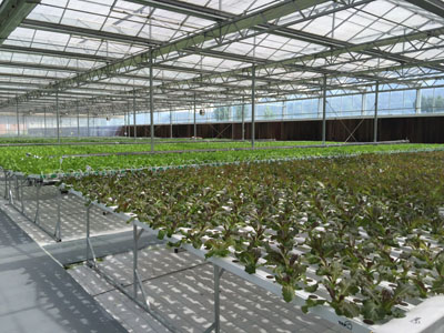 Small and mighty: Microgreens
