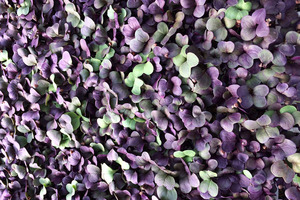 Small and mighty: Microgreens
