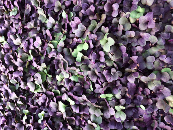 Small and mighty: Microgreens
