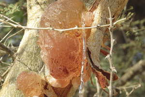 Sourcing ingredients sustainably 