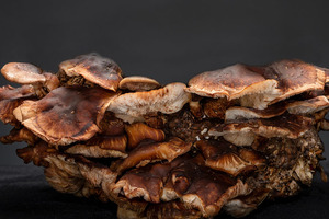 Sourcing quality functional mushroom ingredients (part II)