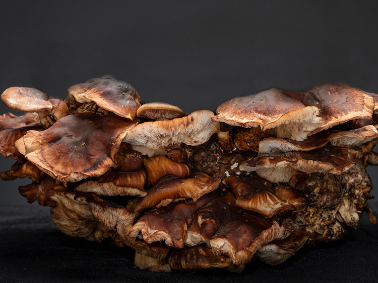 Sourcing quality functional mushroom ingredients (part II)