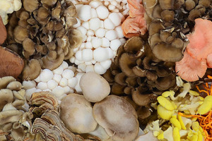 Sourcing quality functional mushroom ingredients (part I)