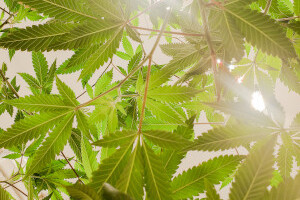 Spectrums Europe progresses regulatory applications for CBD extracts