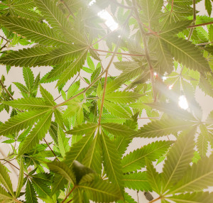 Spectrums Europe progresses regulatory applications for CBD extracts