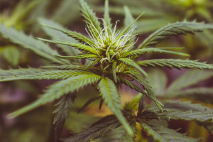 Spectrums launches ‘fully transparent’ phytocannabinoid range 