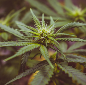 Spectrums launches ‘fully transparent’ phytocannabinoid range 