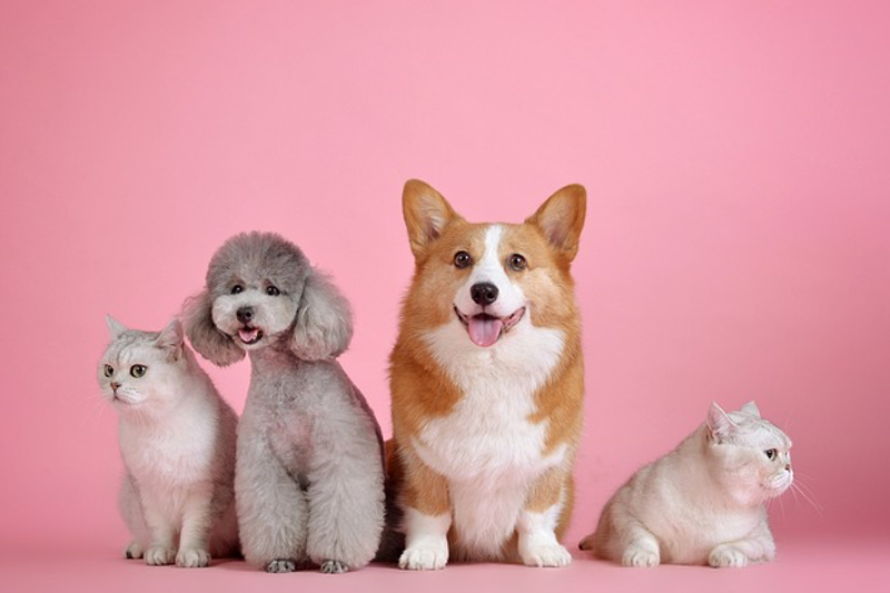 Spirited Paw debuts a three-in-one biotic supplement for gut health