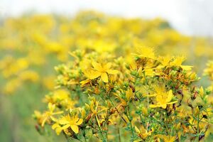 St John's Wort supplements sold on Amazon are of low quality, NOW research finds