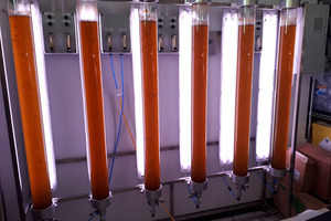 Stamp of approval for algae-based synthetic biology 