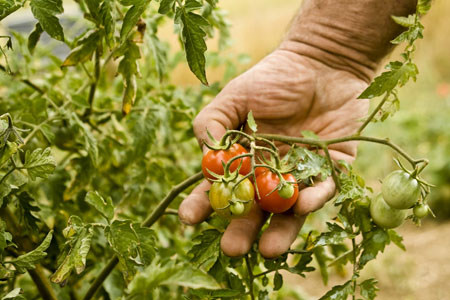 Standardised tomato extracts from LycoRed