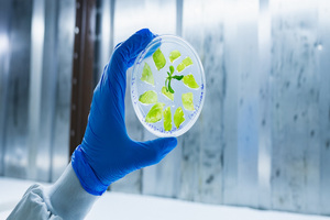 Start-up using tobacco plant in cultivated meat production